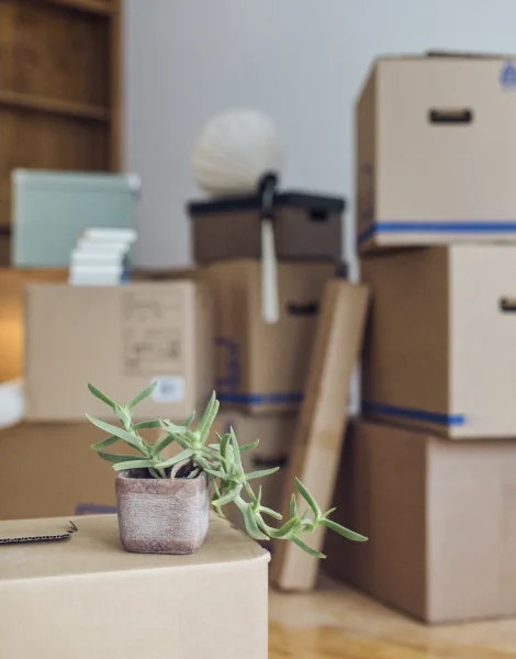 Moving boxes with a small potted plant.